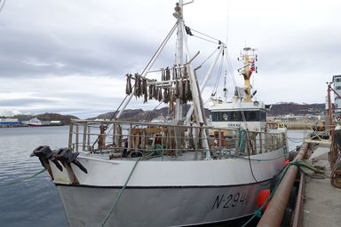 Cod drying on the fishing boat. Usually 90% humidity but still they dry. (2015:03:29)