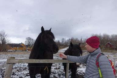 Horses seen on the way to Maskinisten (out for a walk on our first weekend in Bodö). (2015:04:03)