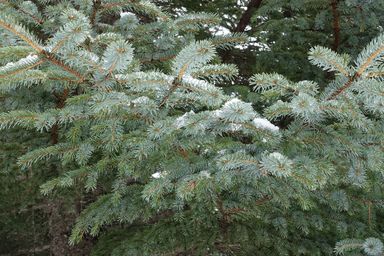 Tree on the way up to Keiservarden just outside Bodö. (2015:04:03)