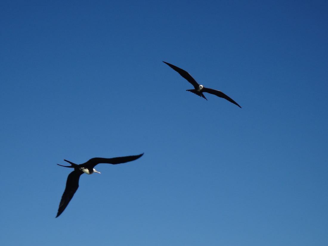 Mexico off La Paz. Frigate birds. (2011:10:09)