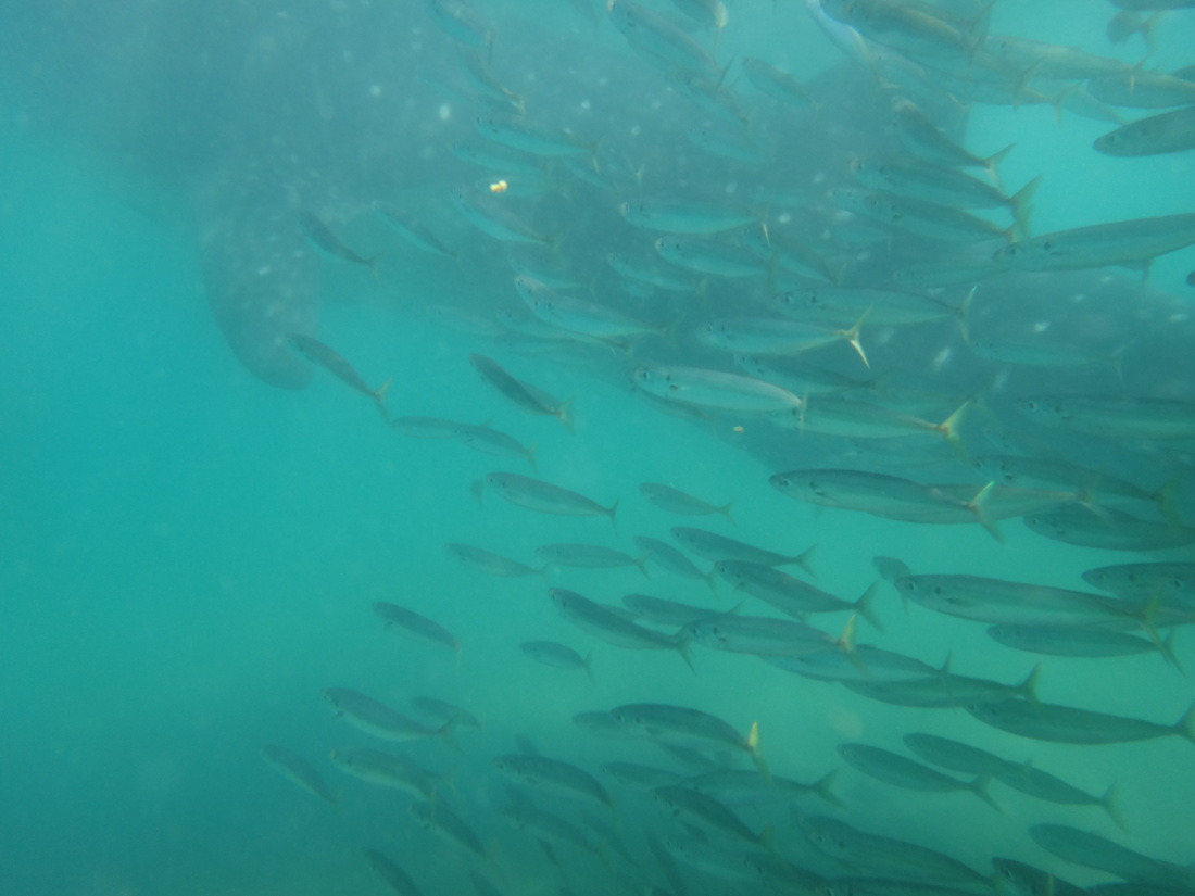 Small fish around a whale shark off La Paz. (2011:10:11)