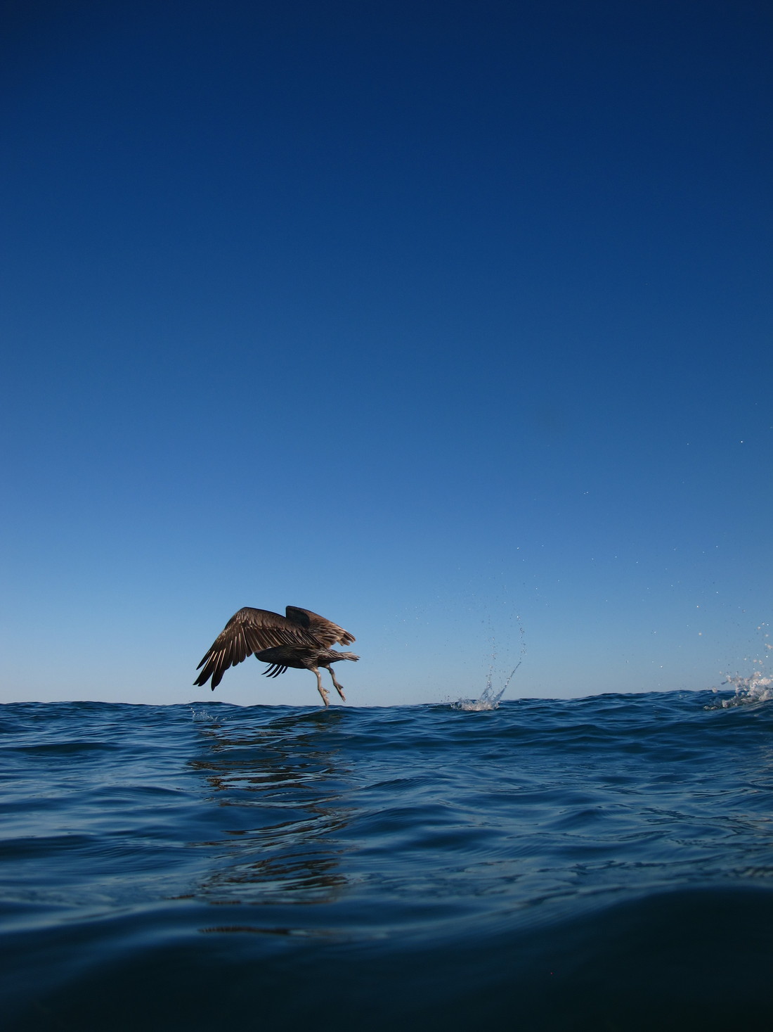 Meixco snorkling at Cabo Pulma. (2011:10:14)