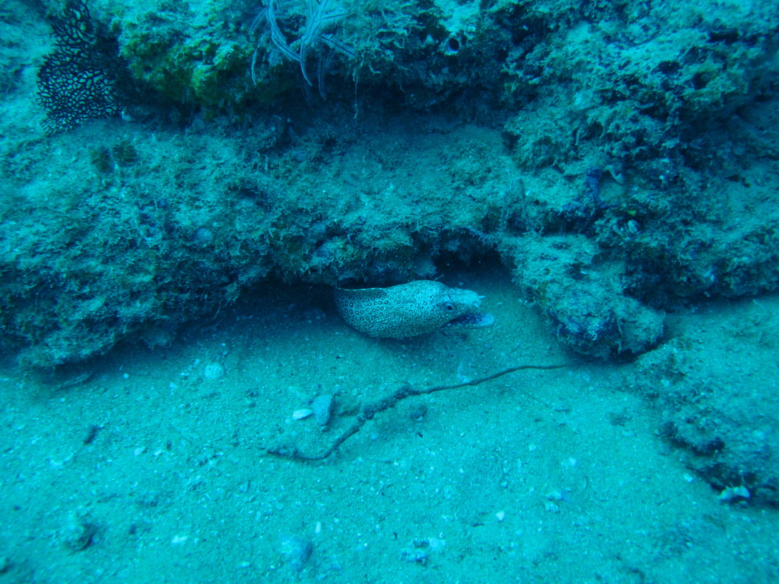 Moray ell off Cabo Pulma. (2011:10:15)