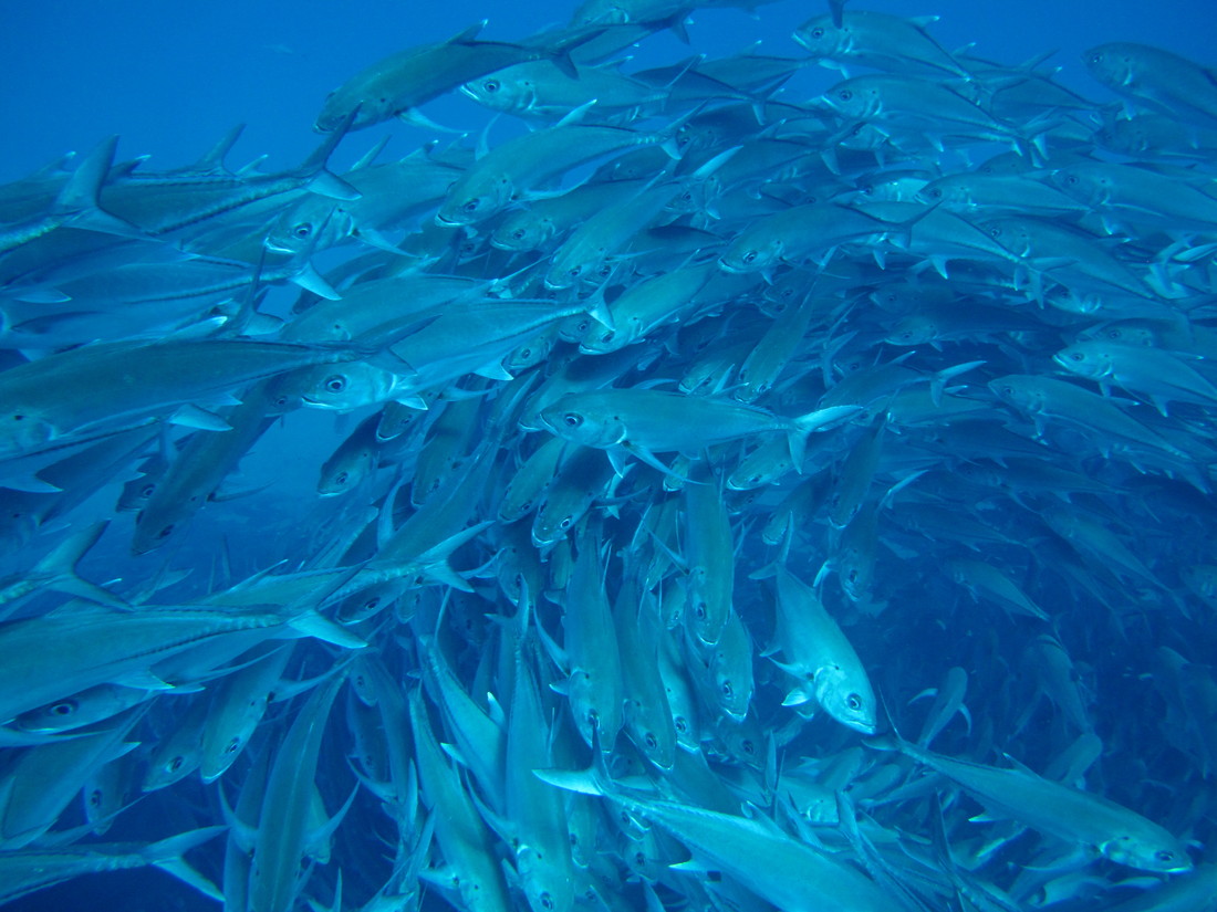 Meixco snorkling at Cabo Pulma. (2011:10:15)