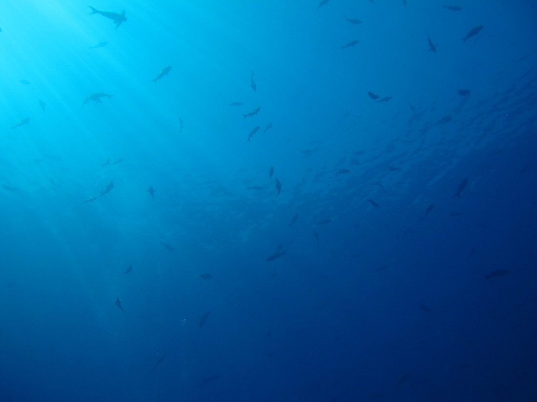 Meixco diving off Cabo Pulma National Park). (2011:10:15)
