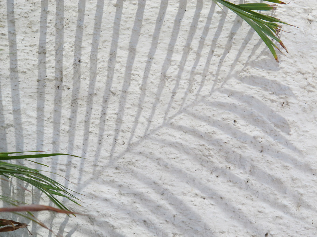Mexico La Paz, fern leaves. (2011:10:14)
