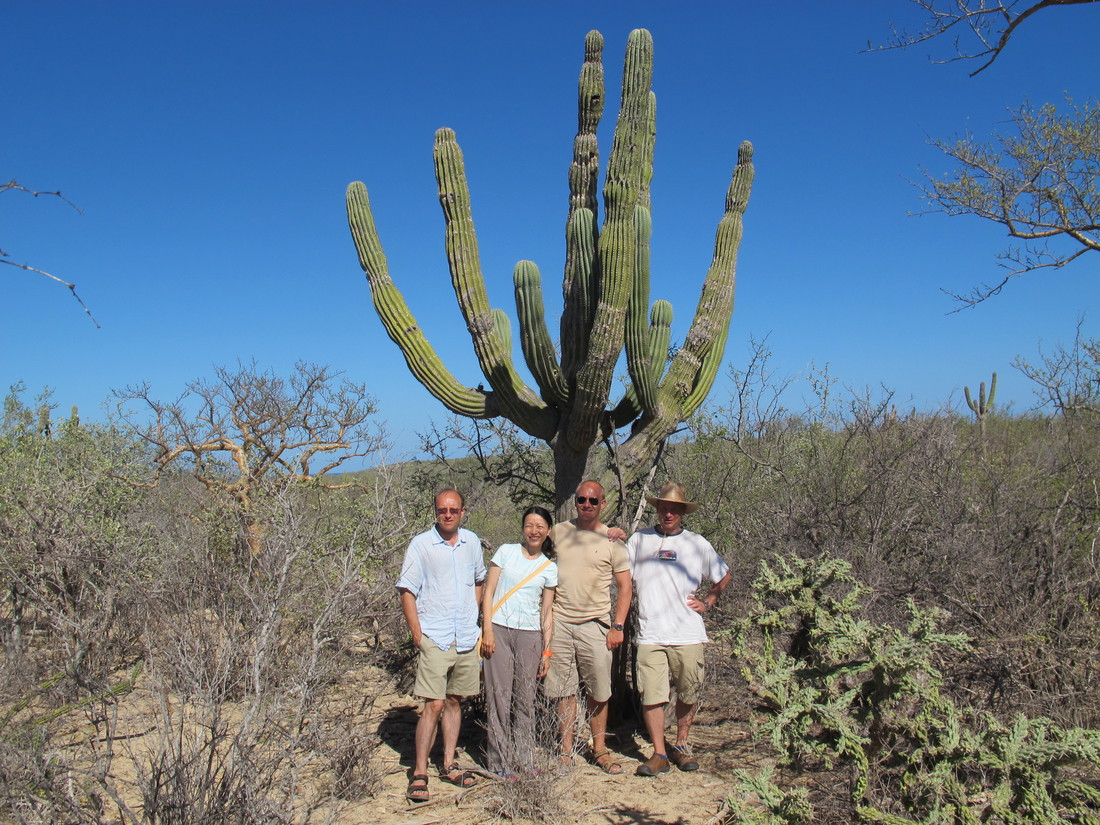 Mexico, Cactus! On the way to Cabo Pulma. (2011:10:15)