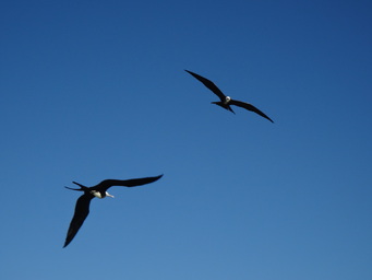 Mexico off La Paz. Frigate birds. (2011:10:09)