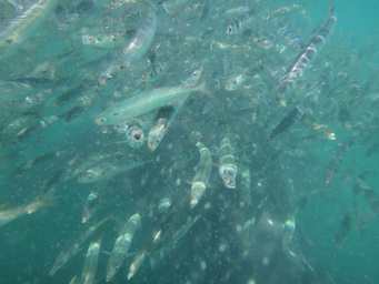 Mexico off La Paz. Small fish swarming around a whale shark. (2011:10:11)