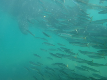 Small fish around a whale shark off La Paz. (2011:10:11)