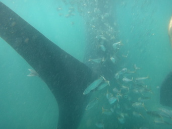 Small fish around a whale shark off La Paz. (2011:10:11)
