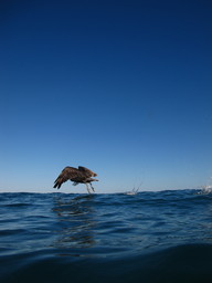 Meixco snorkling at Cabo Pulma. (2011:10:14)