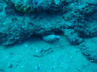 Moray ell off Cabo Pulma. (2011:10:15)