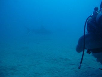 Bull sharks off Cabo Pulma (ca. 30m) (2011:10:15)