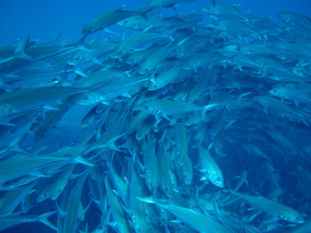 Meixco snorkling at Cabo Pulma. (2011:10:15)