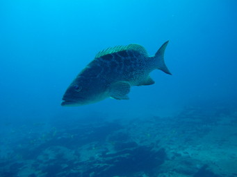 Meixco diving at Cabo Pulma. (2011:10:15)