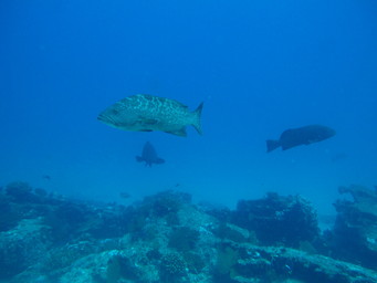 Meixco diving at Cabo Pulma. (2011:10:15)