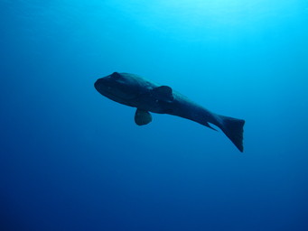 Meixco diving at Cabo Pulma nature reserve close to La Paz. (2011:10:15)