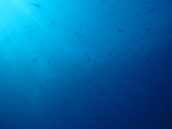 Meixco diving off Cabo Pulma National Park). (2011:10:15)