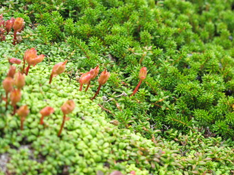 Hokkaido summer. Daisetsu san. (2011:08:22)