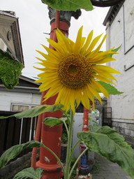 Hokkaido summer. Otaru. (2011:08:23)
