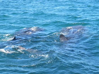 Mexico off La Paz. Two whale sharks. (2011:10:12)