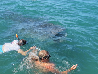 Whale shark and the German astronaut's sister. (2011:10:12)