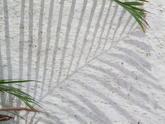 Mexico La Paz, fern leaves. (2011:10:14)