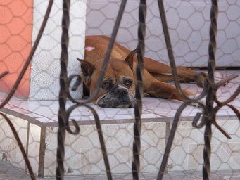 Mexico, market in La Paz. Bored dog. (2011:10:14)