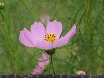 Wakayama, flower, close to Kushimoto. (2012:09:29)