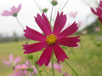 Wakayama, flower, close to Kushimoto. (2012:09:29)