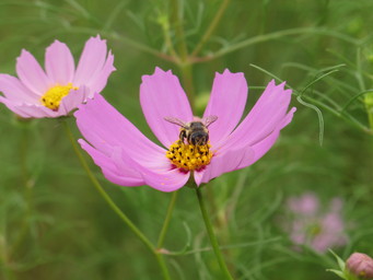 Wakayama, flower, and bee close to Kushimoto. (2012:09:29)