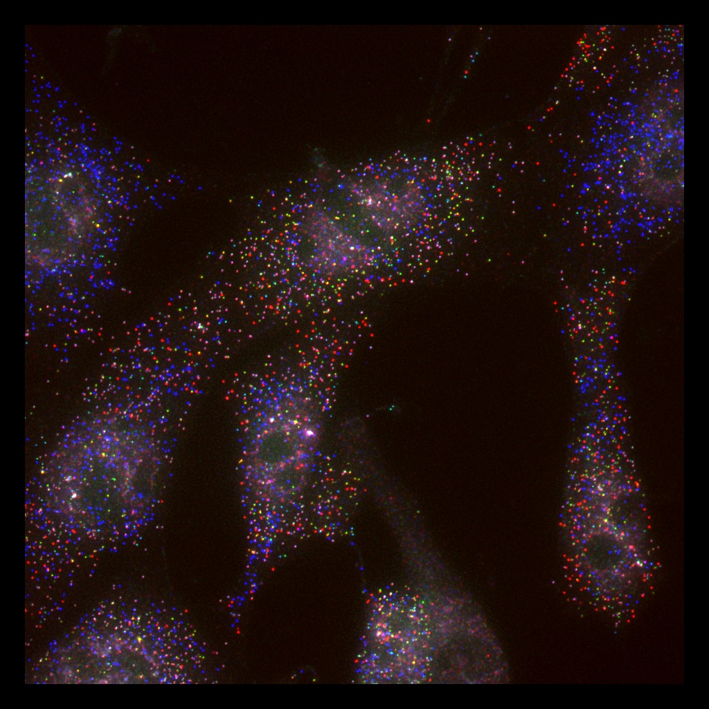 Combinatorial (Candy) fluorescent in situ hybridisation (FISH) against Gata2, Fli1, Etv2, Cdh5, Runx1 and Tal1
