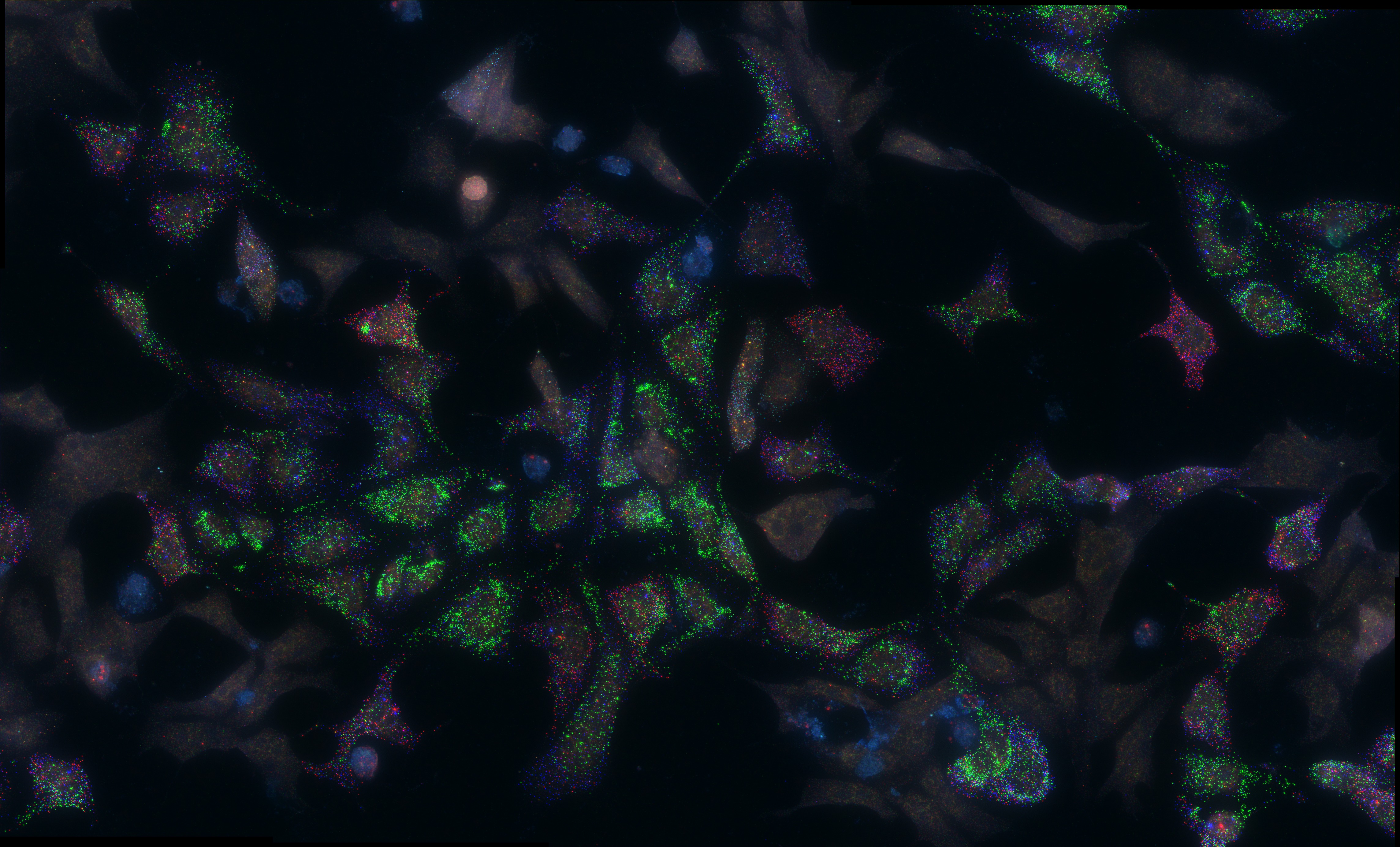 Combinatorial (Candy) fluorescent in situ hybridisation (FISH) against 6 genes in ES derived lateral plate mesoderm.