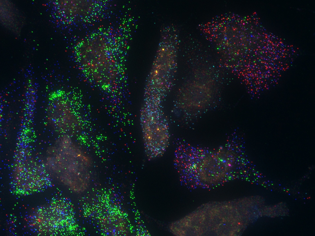 Combinatorial (Candy) fluorescent in situ hybridisation (FISH) against 6 genes in ES derived lateral plate mesoderm.