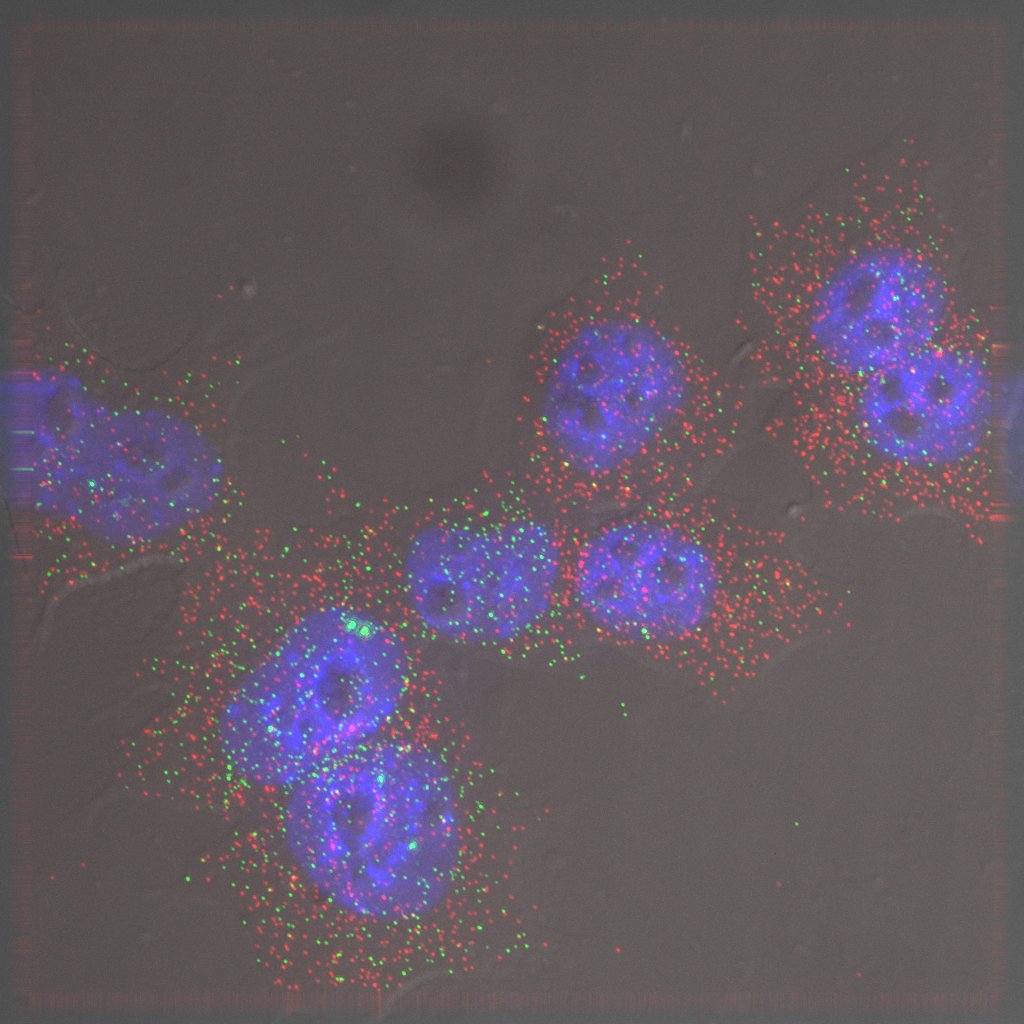 DIC and Fluorescent in situ hybridisation against Nanog and Fgf4 in mouse ES cells grown in 2i conditions on E-Cadherin.