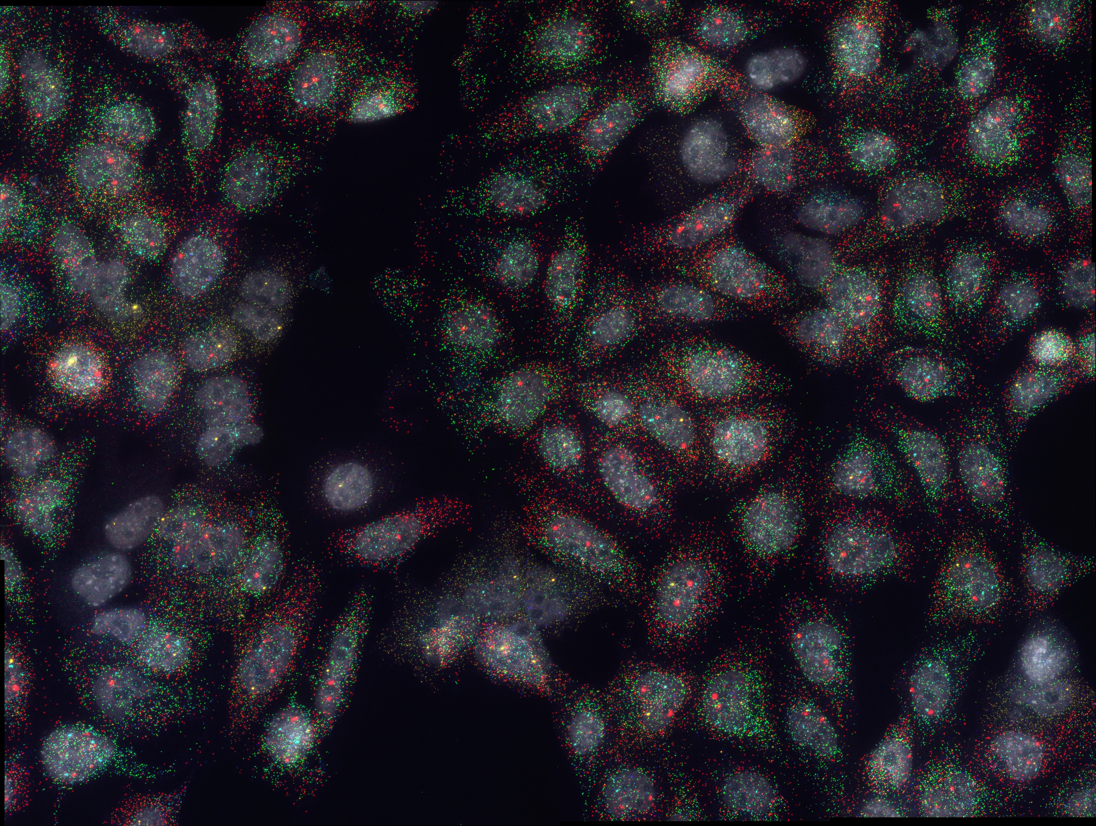 Combinatorial (Candy) fluorescent in situ hybridisation (FISH) against Gata2, Fli1, Etv2, Cdh5, Runx1 and Tal1