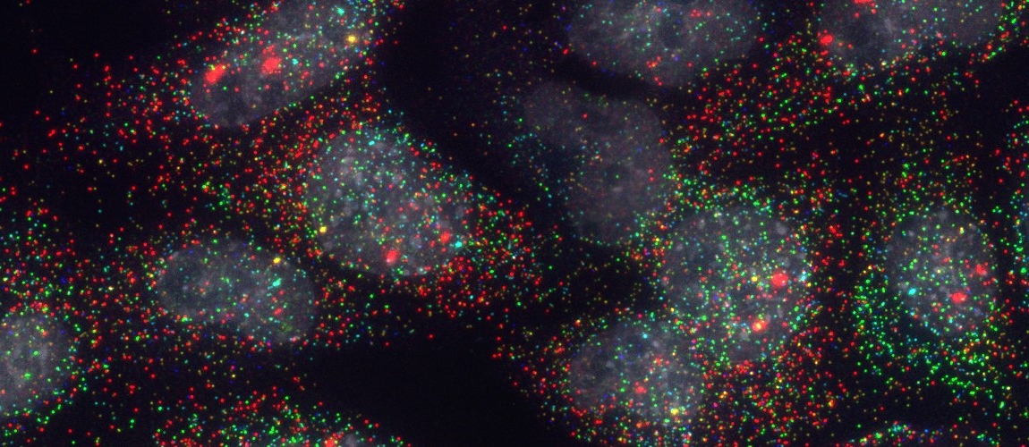 Combinatorial (Candy) fluorescent in situ hybridisation (FISH) against Gata2, Fli1, Etv2, Cdh5, Runx1 and Tal1
