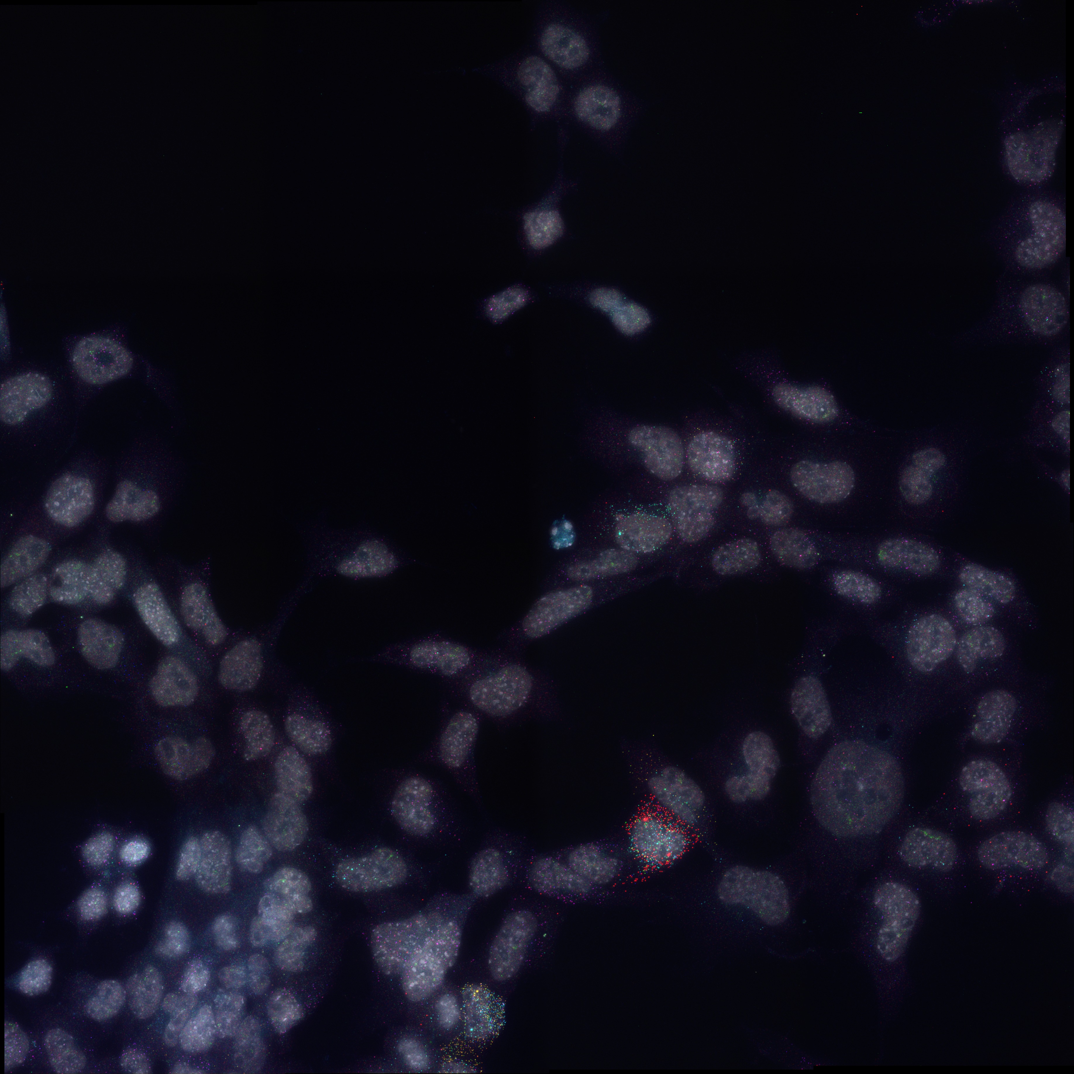 Combinatorial (Candy) fluorescent in situ hybridisation (FISH) against Gata2, Fli1, Etv2, Cdh5, Runx1 and Tal1