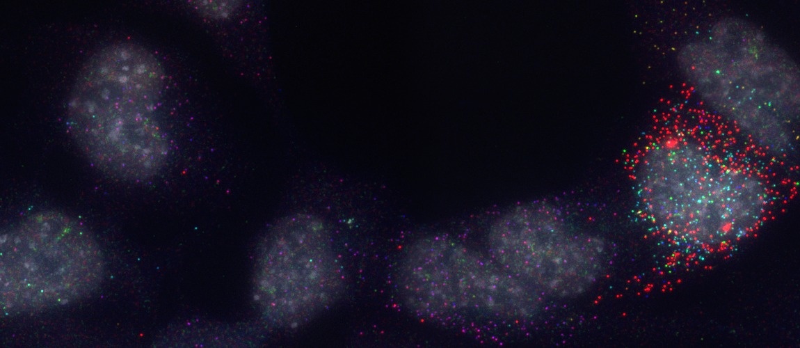 Combinatorial (Candy) fluorescent in situ hybridisation (FISH) against Gata2, Fli1, Etv2, Cdh5, Runx1 and Tal1