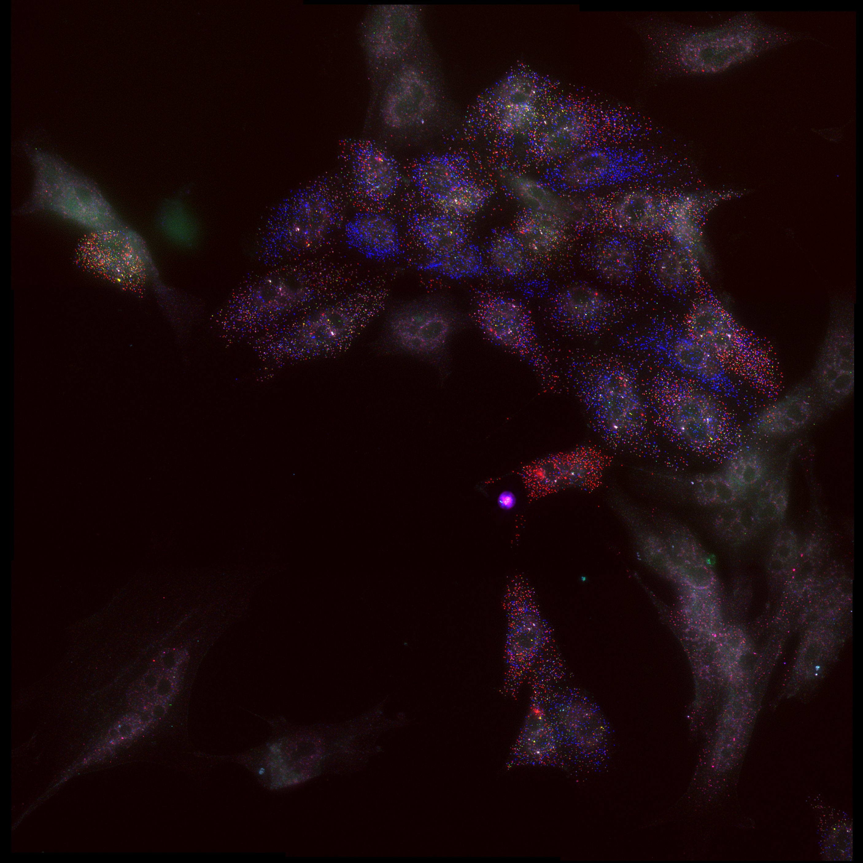 Combinatorial (Candy) fluorescent in situ hybridisation (FISH) against Gata2, Fli1, Etv2, Cdh5, Runx1 and Tal1