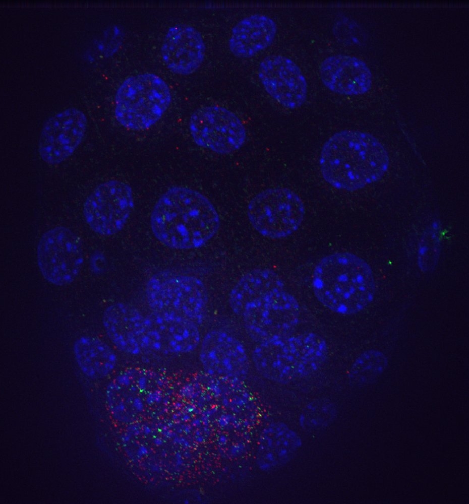 Fluorescent in situ hybridisation (FISH) against Fgf4 and Nanog in an E3.5 mouse blastocyst