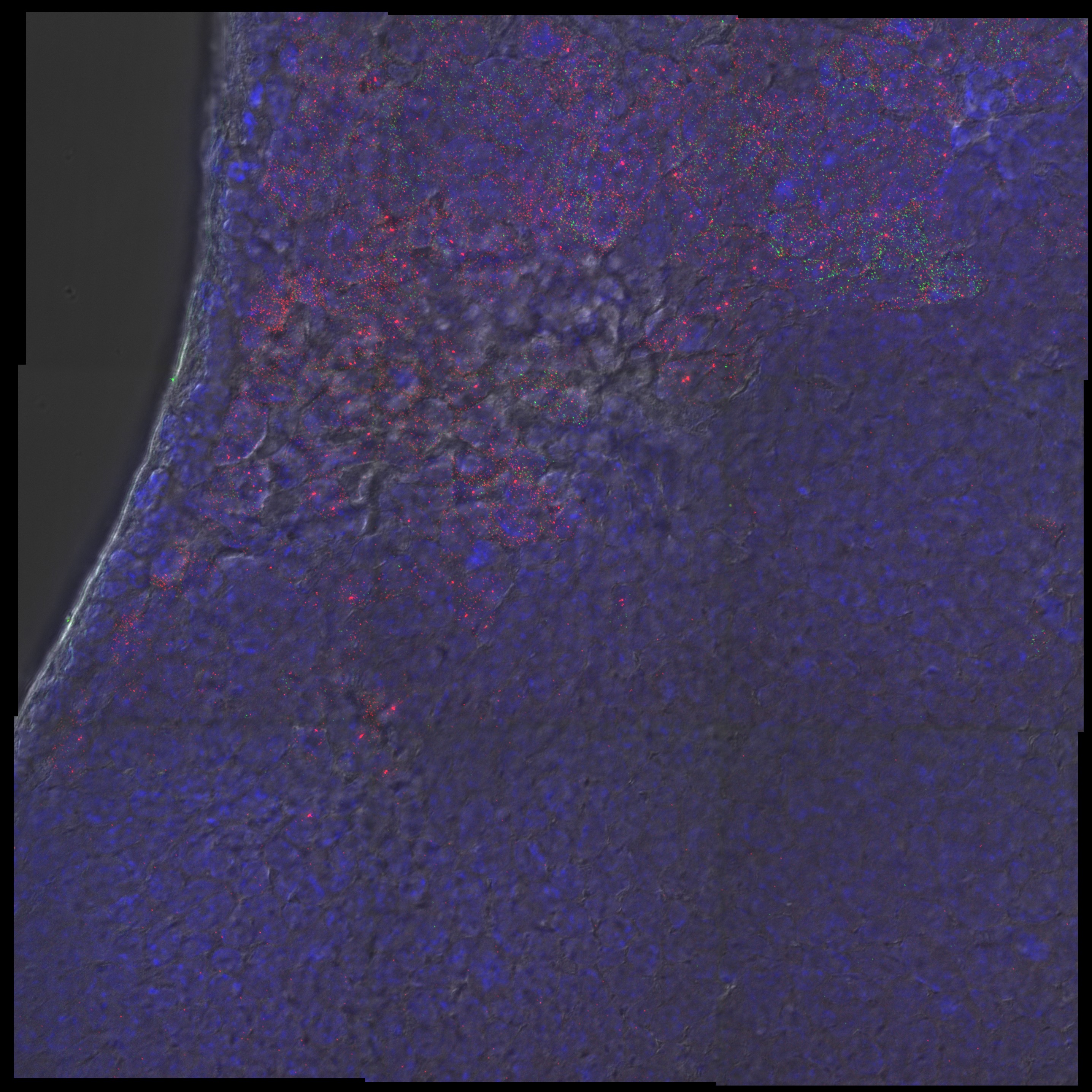 Fluorescent in situ hybridisation (FISH) against Cdh5 and Fli1 in an E7.5 mouse embryo
