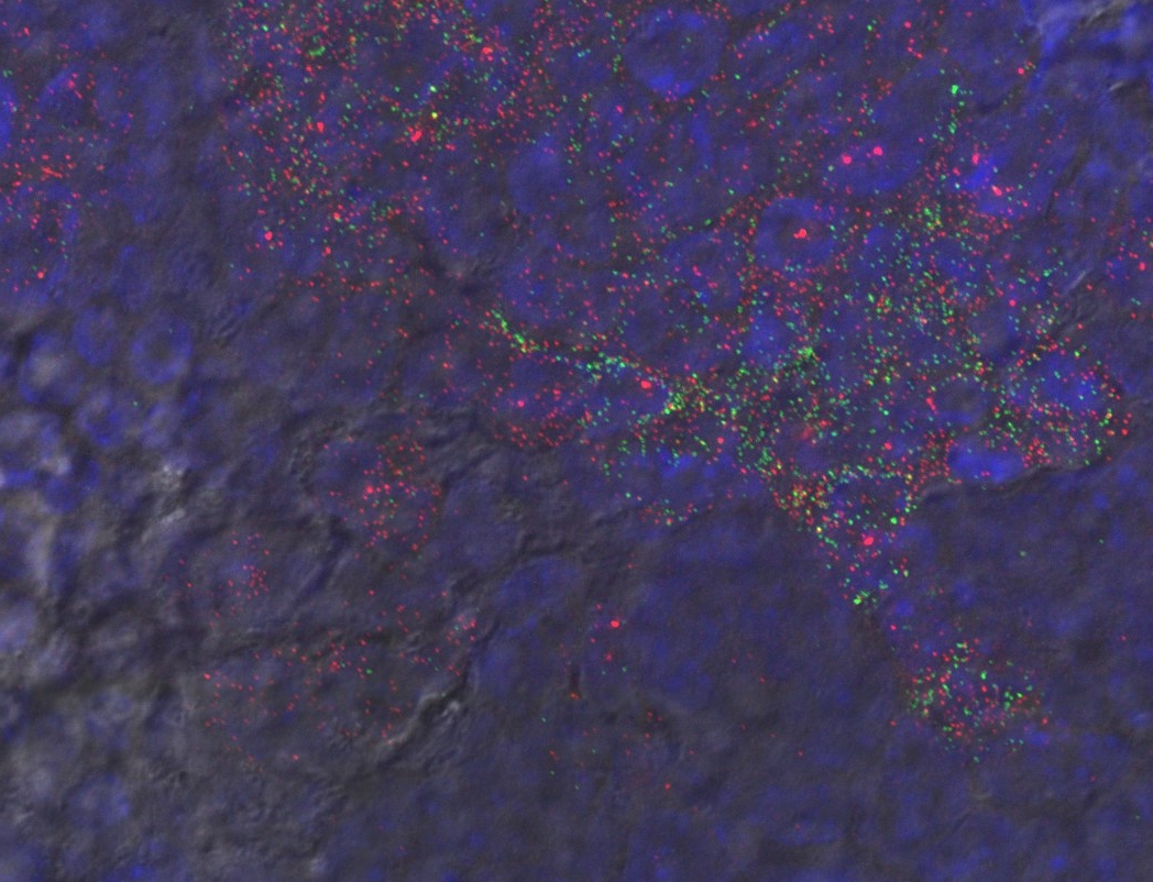 Fluorescent in situ hybridisation (FISH) against Cdh5 and Fli1 in an E7.5 mouse embryo