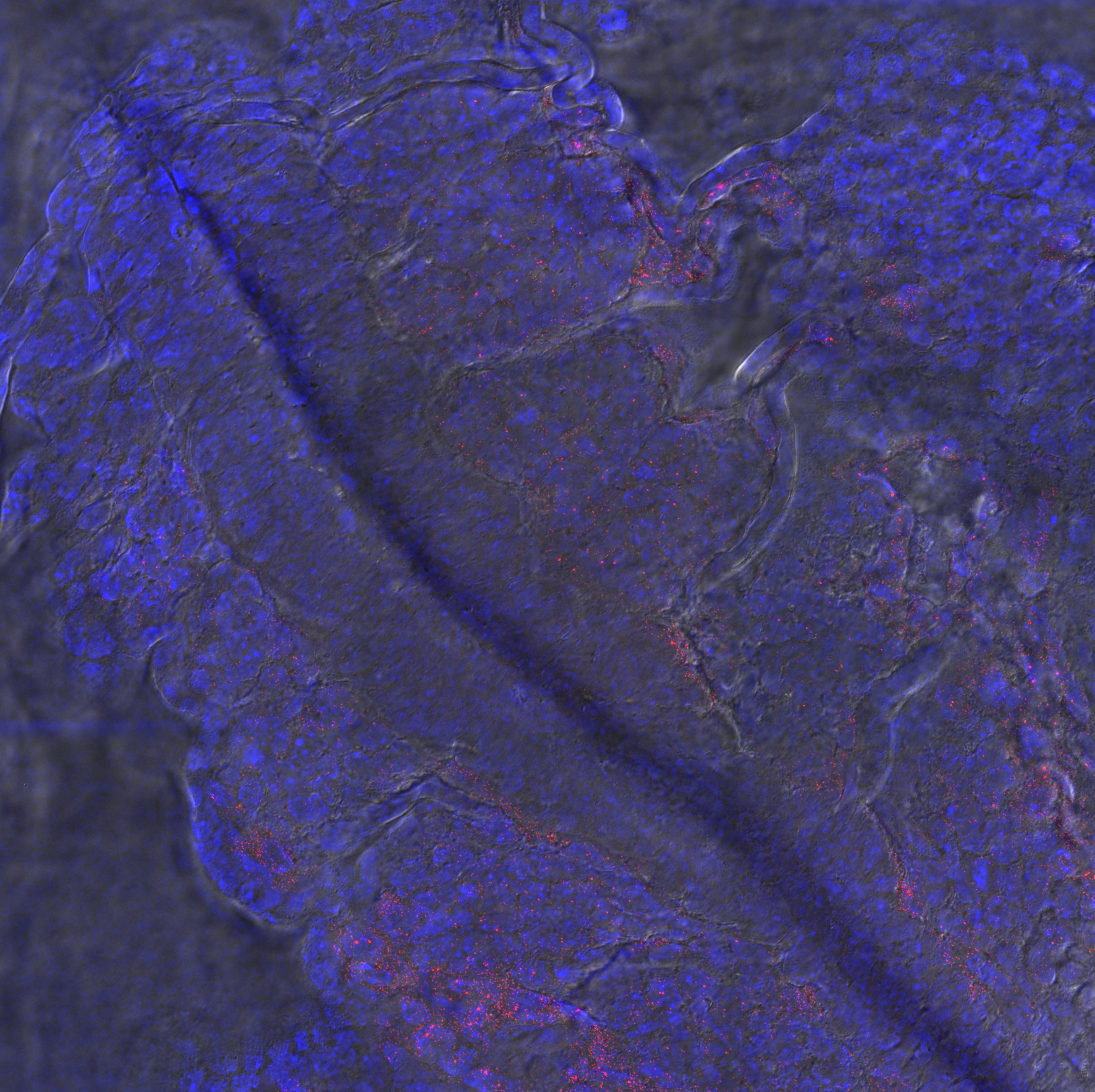 Fluorescent in situ hybridisation against Fli1 in a flat-mounted E8 mouse embryo